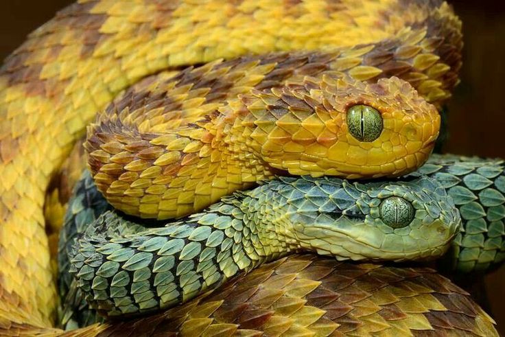 Atheris Hispida, la bestia entre los arbustos